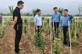 2021年第三期“宝鸡好人”系列事迹展播九丨敬业奉献张永刚：撸袖奋斗 让村里变了样图片