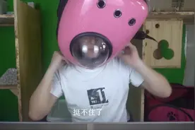 网红猫包，闷死猫图片
