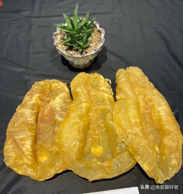 大口和豆仁鱼胶 2026年豆仁胶和大口鱼胶哪种好