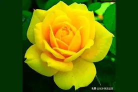 【观赏名花】月季花的繁殖、栽培和养护，花色品种丰富，艳丽多彩图片