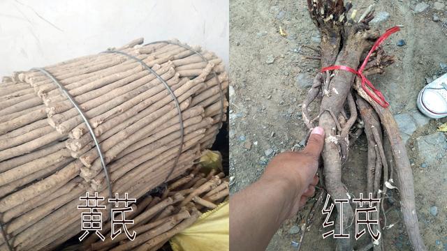 红芪和黄芪一字之差，到底有何不同呢，看看药农老丁怎么说