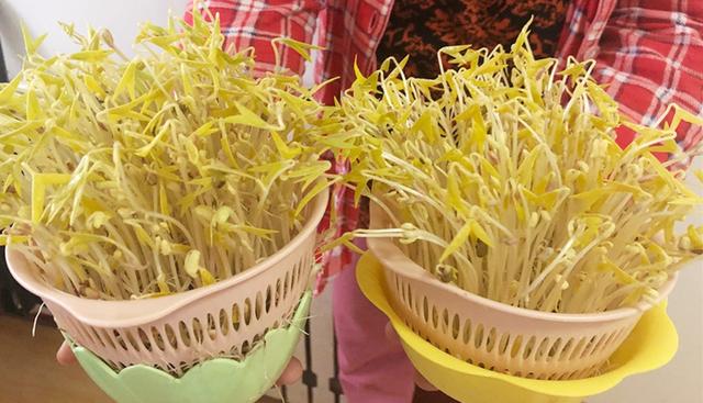 绿豆芽怎么种植（想吃豆芽不用买）