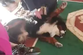 爱尔兰元首带爱犬参加会议它全程撒娇图片