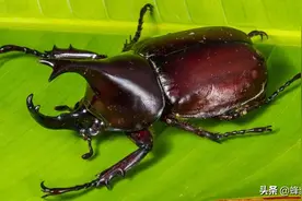 农村人儿时的玩物，高级血统1只近2千元，独角仙为啥成了宝贝？图片