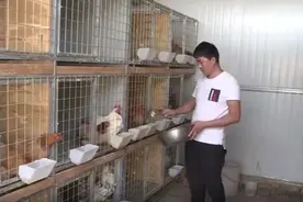 视频︱小伙返乡创业养观赏鸡！3个月大的鸡苗售价1800元图片