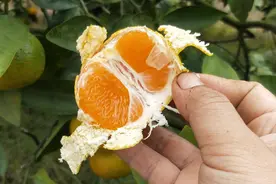 全国哪的桔子最好吃？经过评比，这8个地方比较出名，有你家乡吗图片