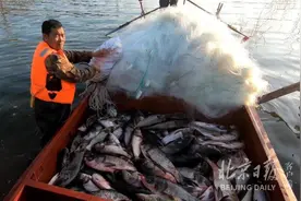 密云水库正式开渔！鱼儿出库上专柜，丰富市民餐桌图片