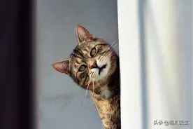 “天这么热，给猫剃个毛吧！”图片