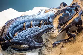 三角龙vs霸王龙：最后同归于尽，可6700万年后化石又惹争议图片