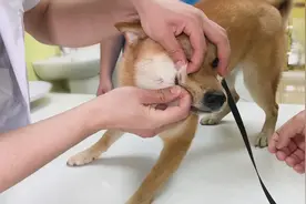 狗狗剃完毛瘫在铲屎官的手掌心上，一脸生无可恋图片