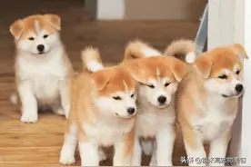 什么类型的狗狗最旺家，如果你家狗狗5点都具备，你就偷着乐吧图片