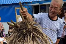 长白山惊现巨型野生当归图片