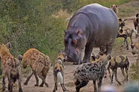 狮子见了都礼让三分的河马，草原“肛拭子”鬣狗能掏翻河马吗？图片