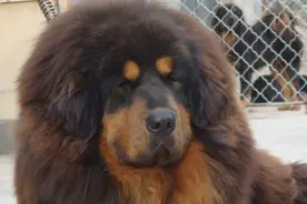 高原上的流浪藏獒集结成军，已成雪山二哥，或威胁雪豹生存图片