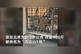 黑龙江进村东北虎被命名“完达山1号”：2-3岁公虎体重450斤图片