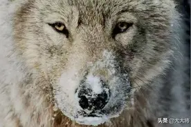 北方农村斗狗故事之黑背犬王图片