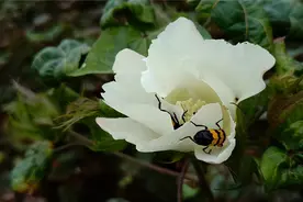 棉花真的很忙！除了做衣服，它还有这些意想不到的用途图片