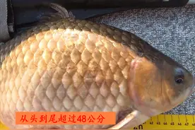 野生鲫鱼能长到半米长？北方钓友无人区钓起5.2斤野生大板鲫图片