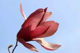 夜遇16岁独行醉酒女孩，我扮演了这样一个角色图片