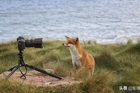 摄影师抚养3只狐狸孤儿 狐狸俨然变温顺看家狗图片