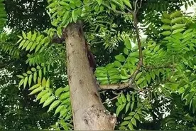 香椿木适合做什么？图片