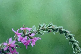 中国古诗中的“雨”（二）图片