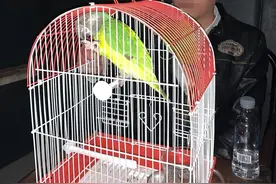 网上买只鹦鹉 民警找上门来图片