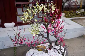 王安石写梅花的3首古诗，惊艳了千年，每一首都美到极致图片