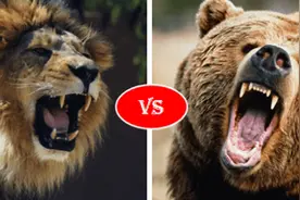 巴巴里狮单挑北美棕熊，谁能笑到最后？结局令东北虎羞愧难当图片