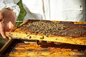 中锋与意蜂的共同特点及差异图片