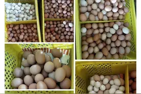 蛋价暴涨后又下跌是何原因？是要“跌回原型”还是有望涨回来？图片