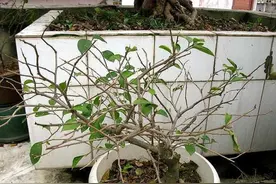 三角梅落叶成“光杆”，原因有2个，调整一下让它快点长芽图片