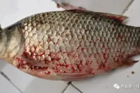 鱼身上有红斑或者虫体——这就是最顽固最难对付的鱼类锚头蚤病图片