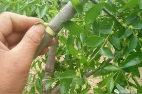 「疑问解答」露天枣树盛花期先喷赤霉素还是先开甲？图片