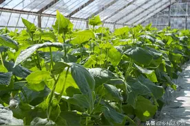 种植瓜类蔬菜坐不住瓜怎么办？四个方法教给你，结瓜多又多图片