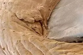 东西放大很多倍后，这个样子你还认得出来吗？舌头模样吓到我了！图片