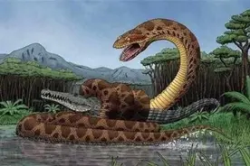 印尼一巨蟒体型直逼史前动物，被当地人敬拜，卖给公园称“少女”图片