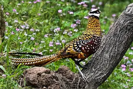 鸡公山下小凤凰（白冠长尾雉）图片