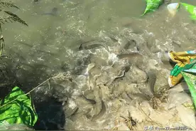 能靠吃粪便存活，曾被列入我国黑名单，如今6元一斤成养殖热门图片