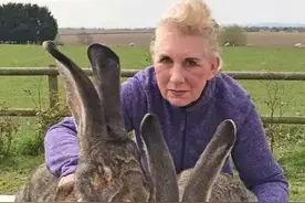 “世界最大兔子”被偷！主人悬赏1000英镑寻找，网友：可能是冷吃兔了图片