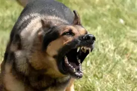 狗最爱咬谁？图片