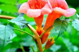 在雨中，一人独行，世界陡然大了起来，阔了起来，亮了起来图片