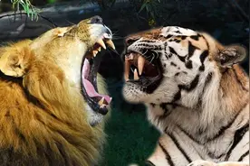 狮子和老虎为什么不吃大熊猫？你看熊猫在上古时期叫什么图片