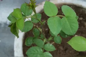 边疆城市伊宁看房之殇图片