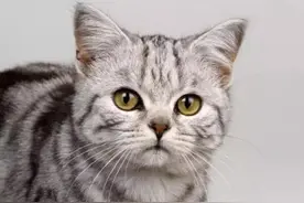 猫在喵什么，想不想要听懂猫咪在说什么，教会你猫语图片