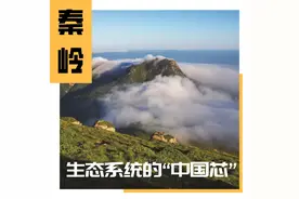 秦岭，生态系统的“中国芯”图片