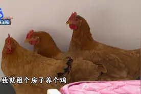 鸡和鹅在床上跳，租客出的损招？图片