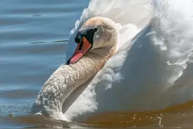 如何区分雄性和雌性天鹅图片