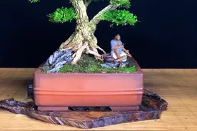 雀舌黄杨盆景，皱皮的树干图片