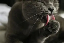 迷惑：猫爪到底有多好闻，能让猫咪沉迷到这个地步？图片